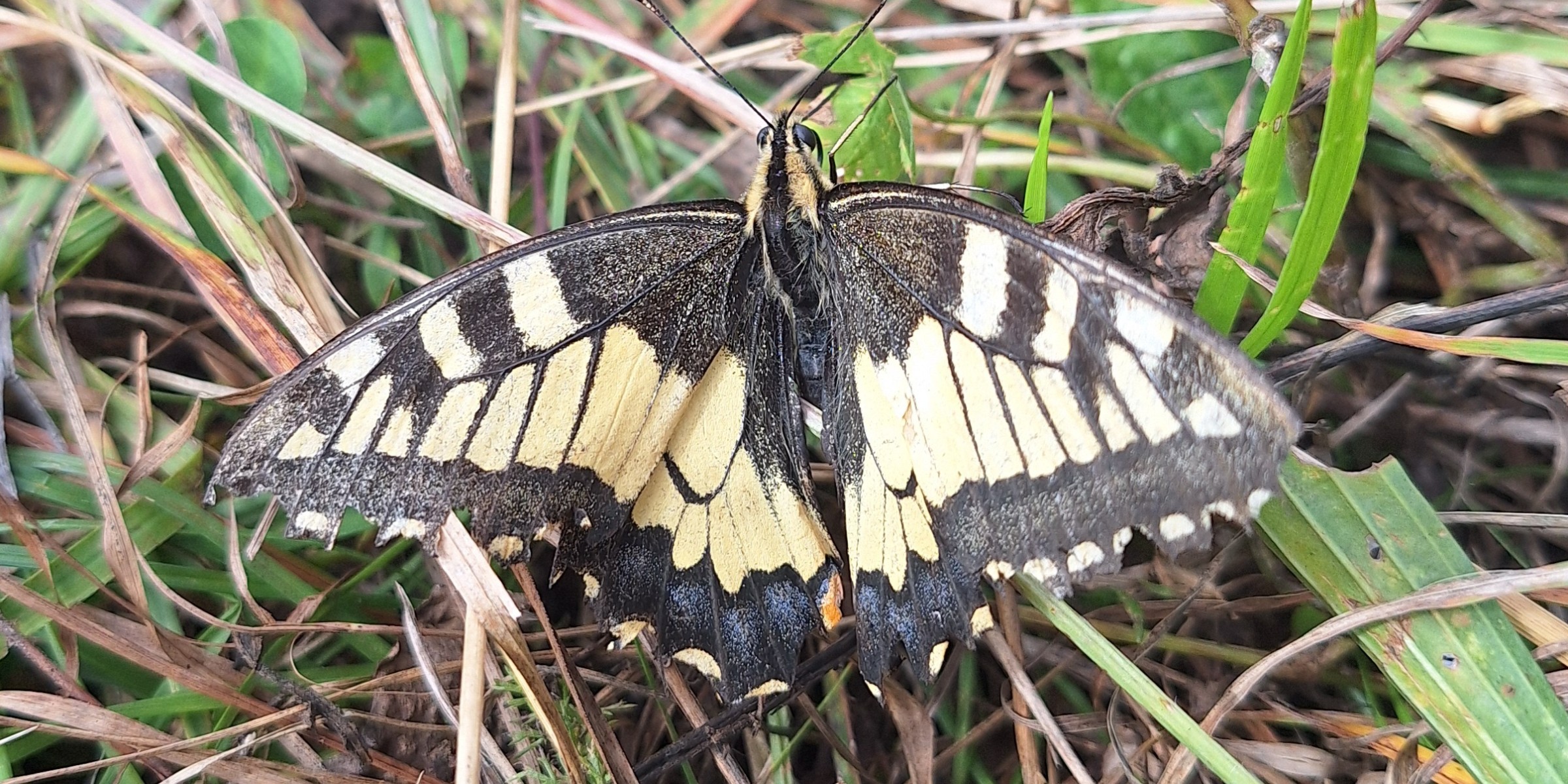 Foto zum Beitrag «flims 2»