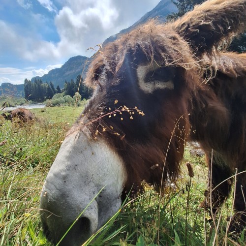 Teaserfoto zum Beitrag «flims 2»